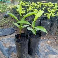 ราคา ต้นละมุดกระสวยมาเลย์ เพาะเมล็ด (3920094317)