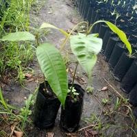 ราคา ต้นมะยงชิด (3694396310)