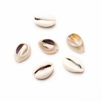 ราคา ไอไลก์เทรนด์ เปลือกหอยธรรมชาติ หอยเบี้ย หอยสังข์ (22694940481)