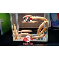 ราคา อาหารปลา ปลาบิเซีย ไซร้2 5 3นิ้ว มีประกันสินค้าคะ (22824210262)