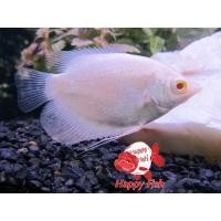 ราคา อาหารปลา ปลาแรดเผือกตาแดง ปลาแรดเผือกตาดำ ไซร้2 3นิ้ว มีประกันสินค้า (22824141734)