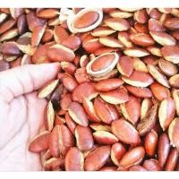 ราคา หมากกระบก แบบดิบและคั่ว (21193017286)