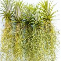 ราคา หนวดฤาษี เคราฤาษี ทิลแลนเซีย เปลี่ยนสีตามฤดู สวยๆ เหมาะสำหรับตกแต่งบ้าน ที่ทำงาน เพิ่มบรรยากาศสดชื่น (13677945285)