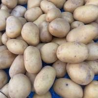 ราคา มันฝรั่ง potato มันฝรั่งสด มันนอก มันบี มันจีน สดใหม่ คัดพิเศษหัวใหญ่ ทำอาหารได้หลายเมนู (21369747143)