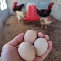 ราคา ไข่เชื้อ ไก่ตีนโตหรือไก่ดองเต๋าเวียดนามแท้ สำหรับฟัก (22921496439)