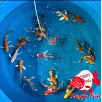 ราคา อาหารปลา ปลาคราฟจักรพรรดิ์ ปลาคราฟหางยาว ไซร้3นิ้ว มีประกันสินค้าคะ (22824177423)