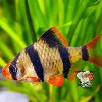 ราคา อาหารปลา ปลา สุมาตราลายเสือ6ตัวแถม1 มีประกันระหว่างขนส่งคะ (22824282895)