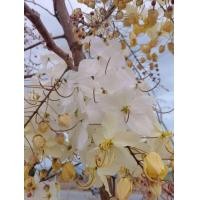 ราคา ต้นกล้าคูนขาว 1 10ต้น สูง 15 20ซม (22911664481)