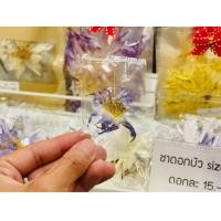 ราคา ชา ดอกบัวแห้ง size S แพ็ค 4 ดอก คละสายพันธุ์ได้ Dried Water lily mixed Nymphaea size S ใช้ชงชา ทำยา (22642613313)