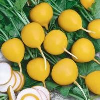 ราคา 50 เมล็ด แรดิช ผักกาดหัว หัวผักกาดฝรั่ง ผักท้ายครัว Radish Seeds (21734252634)