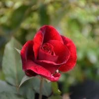 ราคา 10 เมล็ด กุหลาบ ดอกกุหลาบ โรส กุหลาบสีแดง Rose Seeds (21961878584)