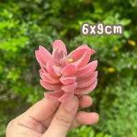 ราคา ไม้อวบน้ำปลอม เบอร์50 73 กุหลาบหินปลอม ต้นไม้ปลอม งานฝีมือ ต้นไม้จิ๋ว ของแต่งบ้าน จัดสวน ปลอม fake (22838401185)