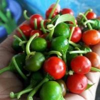 ราคา 30 เมล็ด พริกตุ้มระยอง พริกตุ้ม เป็นผักพื้นบ้านของจังหวัดระยอง Pepper Seeds (22708107837)