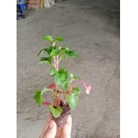 ราคา ต้นกล้า วอเตอร์เครส สีแดง ราชินีผัก สำหรับคนรักสุขภาพ red watercress สลัดน้ำ กล้าละ 10บาท สลัดน้ำเป็นผักกินยอดและใบ สำหรับคนรักสุขภาพ เพียงกินคำเดียว แต่ให้คุณค่าทางอาหารและมีประโยชน์มหาศาลอย่างน่าเหล