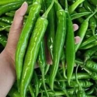 ราคา พริกหนุ่มเขียวถูกที่สุด10 บ พันธุ์พริกหนุ่มเขียว 20 งอกง่าย ขึ้นไวผลดกมาก (21177660264)