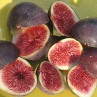 ราคา ต้นมะเดื่อฝรั่ง มะเดื่อ มะเดื่อฝรั่ง Fig พันธุ์ figo preto ต้นสมบูรณ์มาก รากแน่นๆ มีผลขนาดใหญ่ ผิวสีเขียวออกม่วงแดงเล็กน้อย จัดส่งพร้อมกระถาง 6 นิ้ว ลำต้นสูง 50 ซม (20978392357)