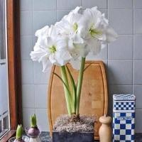 ราคา 1 หัวว่าน ว่าน สี่ทิศฮอลแลนด์ Amaryllis White Nymph 18 24 ซม สินค้านำเข้า แช่เย็นแล้ว หัวขนาดใหญ่ สินค้าจำนวนจำกัด (9126573903)