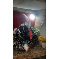 ราคา ไข่ไก่แจ้ลุ้นเชื้อสีกระดำ 1ชุด5ฟอง (21697826827)