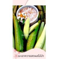 ราคา ผลไม้ป่ามะเขาวัวมะเขาควายสดและดอง จาก อ บ่อเกลือ น่าน แถมน้ำจิ้มพริกเกลือรสแซ๊บ (22869595271)