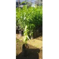 ราคา ต้นพีช ลูกพีช ลูกท้อ รสชาติหวานอมเปรี้ยว (21360095898)