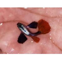 ราคา ปลาหางนกยูงสายพันธุ์หูช้างเรทเทคผู้1เมีย1 (22561233617)