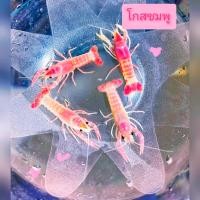 ราคา กุ้งเครฟิช ตกแต่งตู้ปลาตู้ไม้น้ำ โกสชมพู 99 บาท มีประกันระหว่างจัดส่ง (22927029365)