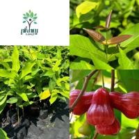 ราคา ต้นชมพู่ สีแดง ผลใหญ่ ทับทิมจันทร์ หวาน กรอบ เนื้อแน่น สูง 50 70 ซม หวานกรอบ รากแน่นๆ มีความต้องการของตลาดค่อนข้างสูง เนื่องจากชมพู่ทับทิมจันทร์เป็นผลไม้ที่มีรสชาติหวานกรอบ ผิวสีแดง ผลโต ผิวเรียบสวย (