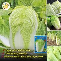 ราคา เมล็ดพันธุ์ ผักกาดขาวปลี เมล็ดพันธุ์ผักกาดขาว Chinese Cabbage Seeds Early maturing Cabbage Vegetable Seeds เมล็ดผักกาดขาวจีน เมล็ดผัก ผักออร์แกนิก เมล็ดพันธุ์ผัก เมล็ดผัก เมล็ดพืช ผักสวนครัว ปลูกผัก O