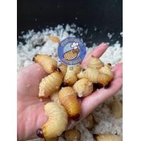 ราคา ด้วงสาคูสด ด้วงมะพร้าว ออแกนิค 100กรัม Sago Beetle (21443856508)