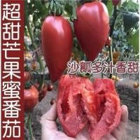 ราคา มะเขือเทศน้ำผึ้งมะม่วงหวานพิเศษฤดูใบไม้ผลิและฤดูใบไม้ร่วงหว่านผักผลไม้กระถางผลไม้เนื้อทรายมะเขือเทศเก่า (21306341401)