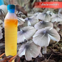 ราคา เชื้อเห็ด ปลวกจิกหลังดำ โปร5แถม1 น้ำเชื้อเห็ดปลวกในสภาพปลอดเชื้อ เชื้อบริสุทธิ์ เส้นใยแข็งแรง (22851456709)