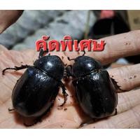 ราคา แมลงแม่พันธ์เพาะเลี้ยงด้วงกว่างชน (22124914026)