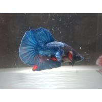 ราคา แพคพิเศษ ตัวผู้3ตัว ปลากัดสวยงามแฟนซีเกรดเลี้ยงเล่น ชุด3ตัว (22116794524)