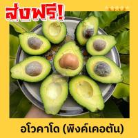 ราคา BB Avocado อโวคาโด 1กิโลกรัม พันธุ์บัคคาเนีย อโวคาโด้ อโวคาโด อะโวคาโดสด อโวคาโด อาโวคาโดสดอโวคาโดสดจากสวนบนดอย เก็บจากสวนทุกวันเน่าเสียรับเคลม อโวคาโด้ อโวคาโด อาโวคาโดสด (22932657362)