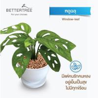 ราคา ต้นไม้พร้อมปลูก กระถางดินเผาสีขาวพร้อมจานรอง ไม้มงคล ไม้ฟอกอากาศ แถม ฟรี หินตกแต่ง ต้นไม้ (21284434935)