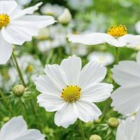 ราคา 100 เมล็ด ดาวกระจาย คอสมอส Cosmos Seeds (22006976904)