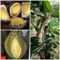 ราคา ต้นทุเรียน พันธุ์นกกระจิบ หวานหอมไม่แพ้หมอนทองเลย จัดส่งพร้อมถุง 6 นิ้ว ลำต้นสูง 70 80 ซม (20987203162)