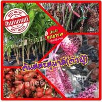 ราคา ต้นสละสุมาลี ต้นตัวผู้ แบบเพาะเนื้อเยี่่อ ขนาดลำต้นสูง 60 80 ซ ม ต้นแข็งแรงพร้อมปลูก 1 ต้น แพ็ค (4852382885)
