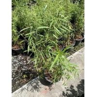 ราคา ต้นหลิวลู่ลม ความสู่ง 70 100CM ถอดกระถางส่ง (22551275046)