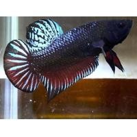 ราคา ปลากัดมาเลลูกนอกแท้ vip v3 เขี้ยวยาวๆ แผล ปาก ตา หู หาง (22956513442)