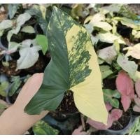 ราคา ไม้ประดับปลูกในร่มได้ ต้น เงินไหลมาด่างเหลือง เป็นพืชที่ปลูกง่าย สามารถปลูกได้กับพื้นดินทุกสภาพผิว การดูแลรักษาไม่ยุ่งยากเหมือนกับพันธุ์ไม้ด่างอื่น ๆ (17392599988)