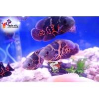 ราคา อาหารปลา ปลาออสก้าเสือ ออสกาเผือก ไซร้สวย2 5นิ้ว เลี้ยงง่าย มีประกันคะ (22824260885)