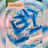 ราคา กุ้งเครฟิชแคระ ตกแต่งตู้ปลา เลี้ยงรวมกับปลาและกุ้งแคระได้ (22800193990)