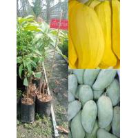 ราคา ต้นมะม่วงเขียวเสวย แบบเสียบยอด ขนาด70 80cm (21386799880)