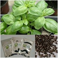 ราคา เมล็ดผักโหรพาอิตาลี่Basil บรรจุซองละ200เมล็ดBasil เบซิล (10497946556)