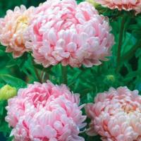 ราคา 100 เมล็ด ดอกไม้ ดอกเบญจมาศจีน ดอกฉุยฮัว Aster Chrysanthemum Seeds (22031971249)