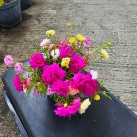 ราคา แพรเซี่ยงไฮ้ ดอกสีสันสดใส (22982096436)