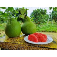 ราคา ต้นพันธุ์ ส้มโอทับทิมสยาม ต้นกล้าส้มโอแบบเพาะเมล็ด ในถุงดำ 29 บาท พร้อมปลูก TABTIMSIAM POMELO ส้มโอทับทิมสยาม หวานฉ่ำอัญมณีกินได้ รสชาติ หอม หวาน อร่อย ไม่ฝาด เนื้อผล มีวิตามินซีสูง ส้มโอทับทิมสยาม ที