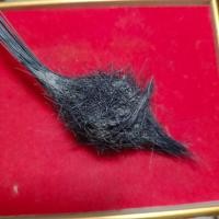 ราคา ช้องหมูป่า หมูป่าโทนเขี้ยวตัน ของเเท้ อานุภาพเสริมอำนาจบารมีคงกระพันชาตรี ผู้ใดมีไว้บูชาจะเกิดผลกำบังตัวป้องกันตัวจากภัยต่างๆB (18621215533)