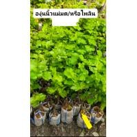 ราคา 1ต้น ต้น องุ่น ต้นองุ่น องุ่นนิ้วแม่มด องุ่นมนต์ดำ องุ่นดำ ไร้เมล็ด เล็บมือนาง องุ่นนิ้ว Finger Grape vine ไพลิน saranrak (21414188034)